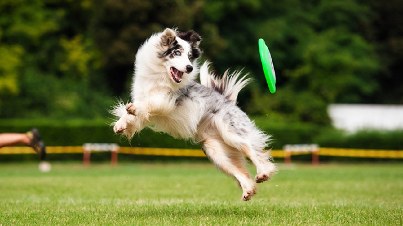 Border collie dog catching frisbee in jump in summer