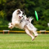 Border collie dog catching frisbee in jump in summer