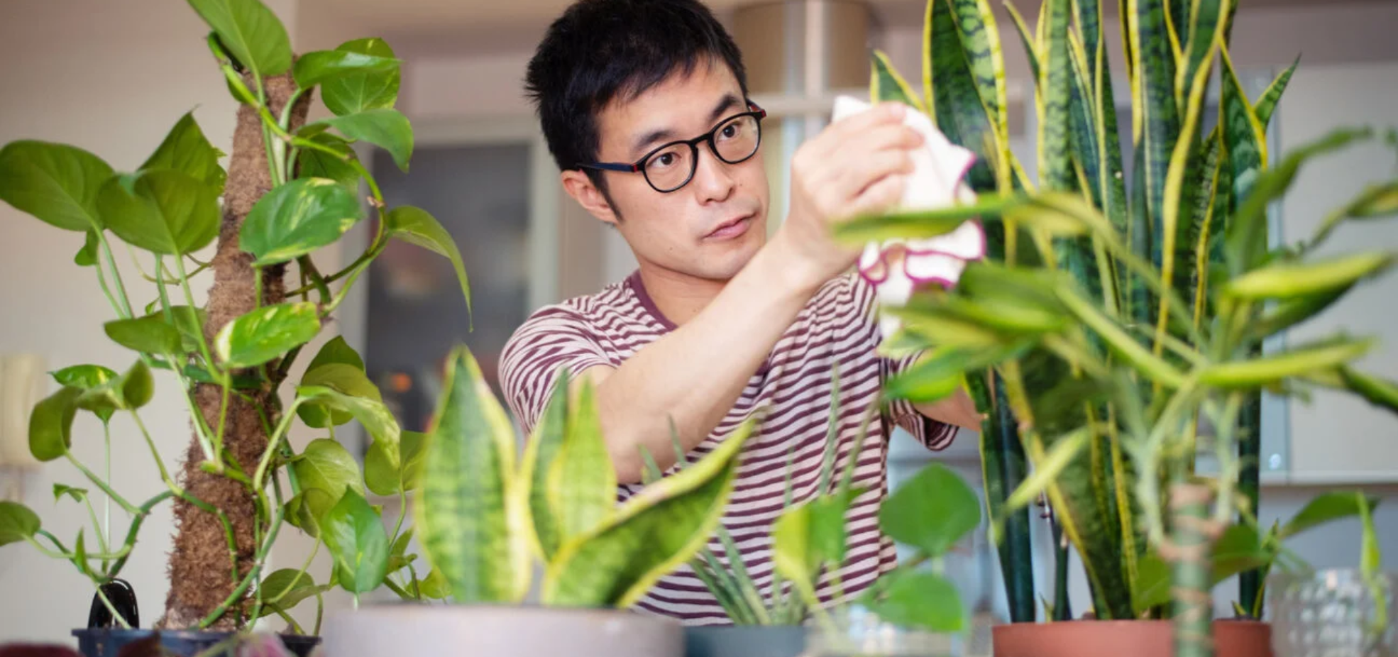 Male_Indoor_Plants_1296x728-header-1296x729