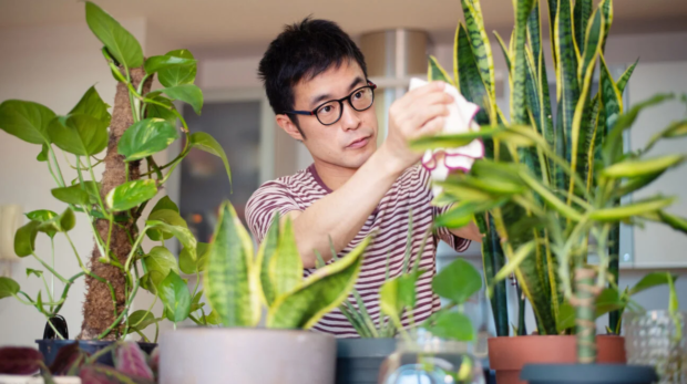 Male_Indoor_Plants_1296x728-header-1296x729