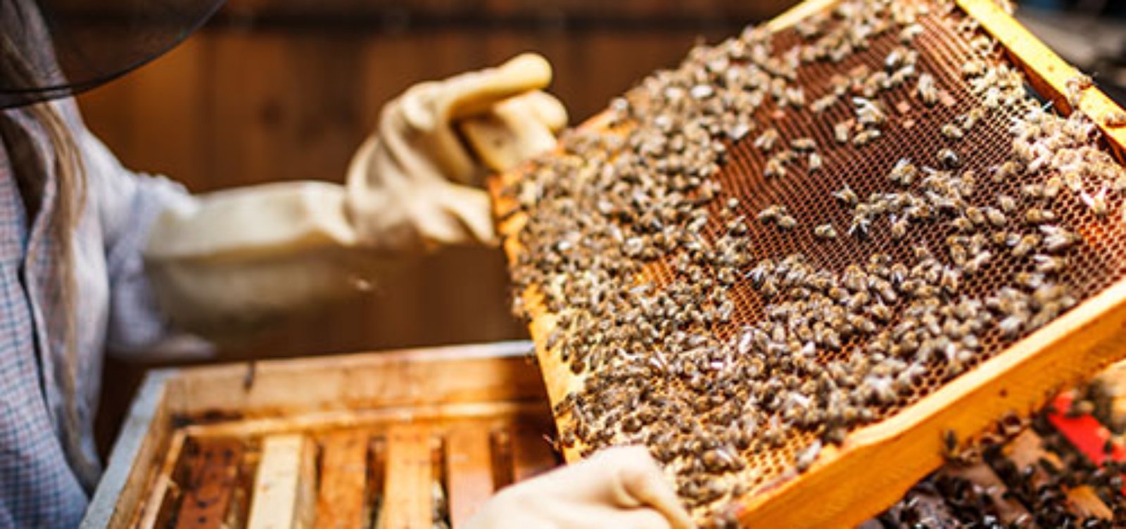 Beekeeper holding a frame of honeycomb