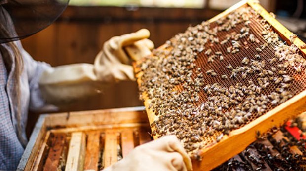 Beekeeper holding a frame of honeycomb