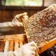 Beekeeper holding a frame of honeycomb