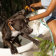 dog-bathing-img2
