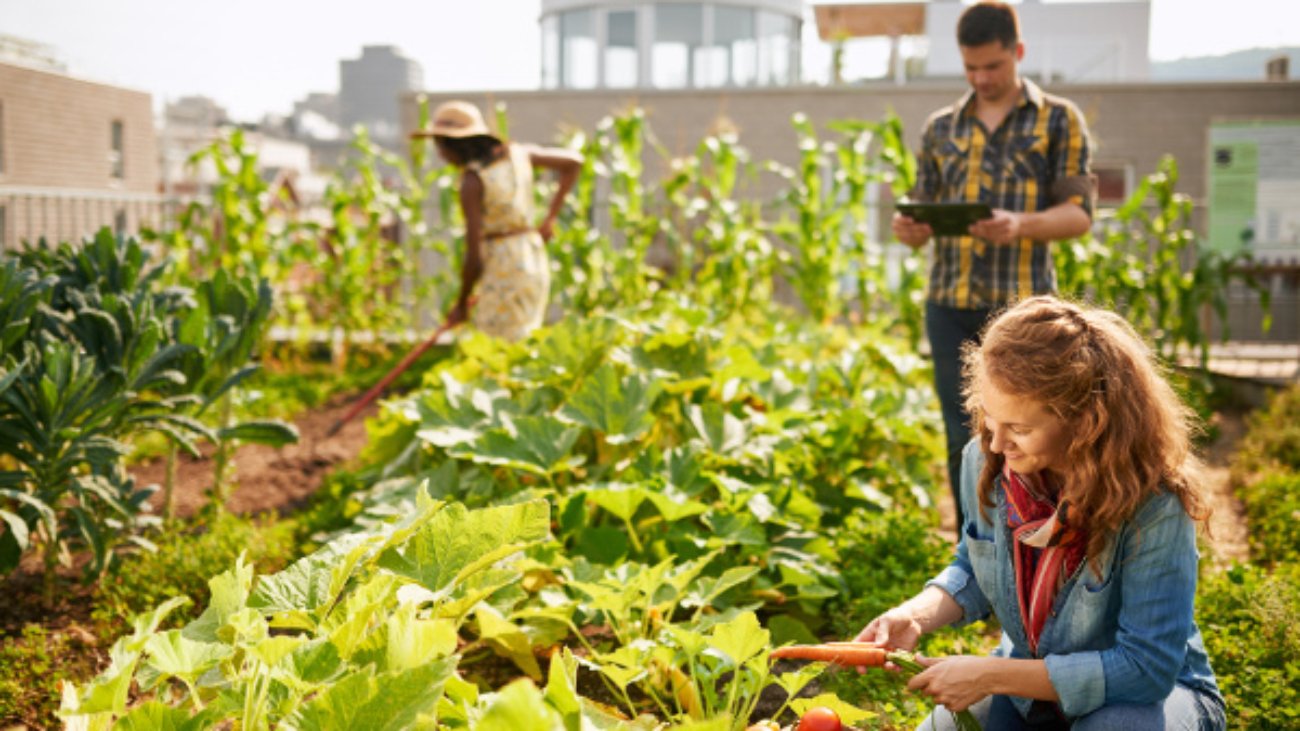 Group of gardeners tending to organic crops at community garden and picking up a basket full of fresh produce from their small business SSUCv3H4sIAAAAAAAEAI1WTY+kNhC9R8p/aHEeIhvjr5yjnHOP9mDAdFsDGBkzk9Fq/nsK6O6BMtnNpWewq+yqV6+e6/uvv1wuWWUmV2e/X74vX/Dtum6eYjDR+QGWyct93TYu+uBMtywua5/rTjZFE+fJTssR96XaRHsF223x7v+45+/t+/LYWDfBA7ayv6wfO5u97HamuVp2ssfS58sP/P/0vrmYobn8Edzw+uNztn++PdIzVzvUH1/xwlLro++c2ccMq5QUiv1GCSvp8svV88hvz/uyJljTT9H1FnszeQjr8EEJ/Tps++dzh3SwnTUb0vcjM2prWxaqyqVt27xkNctVYeu8bS0rWy6ZLMjjiqyhthVNY/K6oDYvNW1zQ0iV66ZS1BhjpVBPY04MY6pQuWCszMu2knlV1SLXZWm0rYxVgq/Bbllnr+/Rhn5f8Guwdrh54MYeg0xSqlmG0PfhaoYjPTJFyBOPp+Gbvdpoqm6PAiyLQkqCbafedN2lmic32AnZEw6FQPatCb0NRzsKGGC7ztdrF+xClaqkX6XMKJUPeHZ+VxMaO7jherxC8lJh0zH4Zq5tkiPfXXKac+3Hj2k0yFUprpJ0Nyihowdkq0QSD9hiM8GpksmhNxPeLBAfJ0kVE0mSNkx+QHUhpNznyBVJyHIz4/iB3Kg4QEM00efwH7kotRB7v7NarDxGlaAyycbPsfE+JDxT/83hEwq/oNjO4UWOirJ9EmdYm2tw9dzFOaBbSakOCADhE1K1IKsY7+LgBVVLqDC6+jXhAZNlEtsAD0hAHQXApYUHUe0u4/ZG7I0pUbJI2q2Gh8A1yFCyNNDe/WObS8BNI2jBEzL0gKGz8YbF6tTYvw9YT7hMi7roDjqs1IeKrkVCXvCevlrEBCJFUrwArzlWViV1omrvvkctrpfuOzGz/8Os9n0/Dy5+/FgnC0JV0qgTRGzcYCrX4QM4Z1rr5LabD/Gc3lwVQhwUhfCS/azlT5DgSRtfg39P+E0KdrgNejNB+oTBm+4huzlUBsvjAtfX8aoUPDl+sl2XxCUKTQ/issSJHOMNlA7lXabP3ypdEfUVFSxB0eYLC2xAfXV6d+OuLiIN0IoX8lg6APPQFmn2wfs2+vEYHqgVSfRhsURtx2lCxgiDHC6xSrUGiDrVZsRVpfqMNvOIUZZP8JY/93nvzTXW78ZqMzfO7wast2UOWd4btnMaQee36j/cfLytKvSczqG9fL9bGHxcx6n7MJo1ML4vn5RRVsCwpgvCCya0uIMPI78HaW/2I/8qtFlbKF0RU+clXX4IE3llYMKE51I3uq6ltA0k+vkvVzQPPnoMAAA=