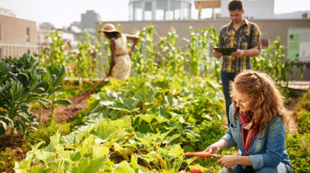Group of gardeners tending to organic crops at community garden and picking up a basket full of fresh produce from their small business SSUCv3H4sIAAAAAAAEAI1WTY+kNhC9R8p/aHEeIhvjr5yjnHOP9mDAdFsDGBkzk9Fq/nsK6O6BMtnNpWewq+yqV6+e6/uvv1wuWWUmV2e/X74vX/Dtum6eYjDR+QGWyct93TYu+uBMtywua5/rTjZFE+fJTssR96XaRHsF223x7v+45+/t+/LYWDfBA7ayv6wfO5u97HamuVp2ssfS58sP/P/0vrmYobn8Edzw+uNztn++PdIzVzvUH1/xwlLro++c2ccMq5QUiv1GCSvp8svV88hvz/uyJljTT9H1FnszeQjr8EEJ/Tps++dzh3SwnTUb0vcjM2prWxaqyqVt27xkNctVYeu8bS0rWy6ZLMjjiqyhthVNY/K6oDYvNW1zQ0iV66ZS1BhjpVBPY04MY6pQuWCszMu2knlV1SLXZWm0rYxVgq/Bbllnr+/Rhn5f8Guwdrh54MYeg0xSqlmG0PfhaoYjPTJFyBOPp+Gbvdpoqm6PAiyLQkqCbafedN2lmic32AnZEw6FQPatCb0NRzsKGGC7ztdrF+xClaqkX6XMKJUPeHZ+VxMaO7jherxC8lJh0zH4Zq5tkiPfXXKac+3Hj2k0yFUprpJ0Nyihowdkq0QSD9hiM8GpksmhNxPeLBAfJ0kVE0mSNkx+QHUhpNznyBVJyHIz4/iB3Kg4QEM00efwH7kotRB7v7NarDxGlaAyycbPsfE+JDxT/83hEwq/oNjO4UWOirJ9EmdYm2tw9dzFOaBbSakOCADhE1K1IKsY7+LgBVVLqDC6+jXhAZNlEtsAD0hAHQXApYUHUe0u4/ZG7I0pUbJI2q2Gh8A1yFCyNNDe/WObS8BNI2jBEzL0gKGz8YbF6tTYvw9YT7hMi7roDjqs1IeKrkVCXvCevlrEBCJFUrwArzlWViV1omrvvkctrpfuOzGz/8Os9n0/Dy5+/FgnC0JV0qgTRGzcYCrX4QM4Z1rr5LabD/Gc3lwVQhwUhfCS/azlT5DgSRtfg39P+E0KdrgNejNB+oTBm+4huzlUBsvjAtfX8aoUPDl+sl2XxCUKTQ/issSJHOMNlA7lXabP3ypdEfUVFSxB0eYLC2xAfXV6d+OuLiIN0IoX8lg6APPQFmn2wfs2+vEYHqgVSfRhsURtx2lCxgiDHC6xSrUGiDrVZsRVpfqMNvOIUZZP8JY/93nvzTXW78ZqMzfO7wast2UOWd4btnMaQee36j/cfLytKvSczqG9fL9bGHxcx6n7MJo1ML4vn5RRVsCwpgvCCya0uIMPI78HaW/2I/8qtFlbKF0RU+clXX4IE3llYMKE51I3uq6ltA0k+vkvVzQPPnoMAAA=