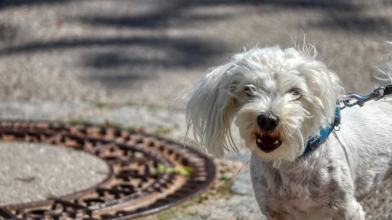 dog-5146002_960_720.jpg