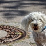 dog-5146002_960_720.jpg