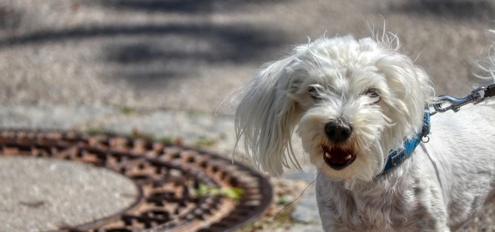 dog-5146002_960_720.jpg