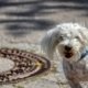 dog-5146002_960_720.jpg