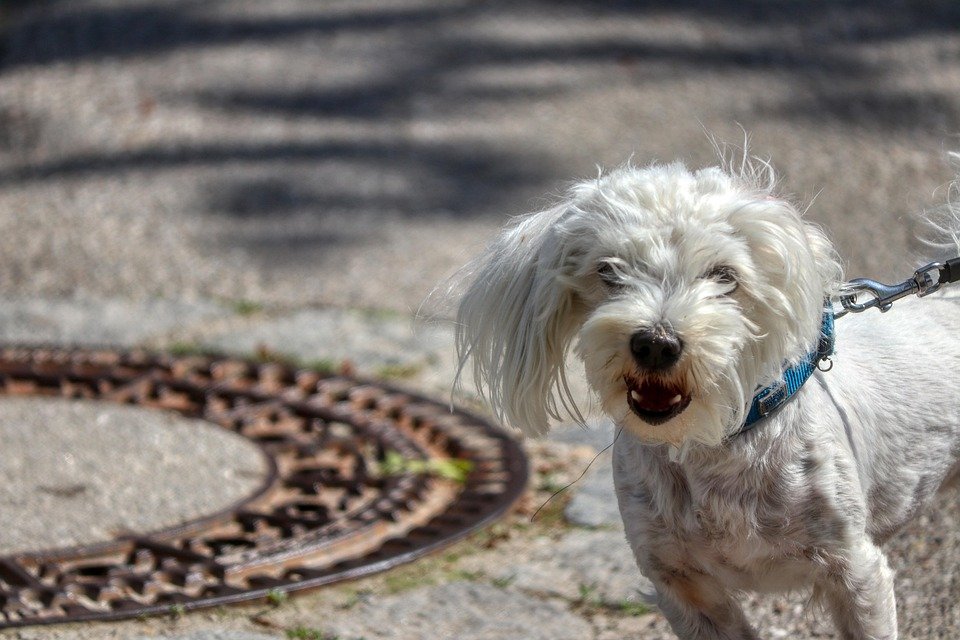dog-5146002_960_720.jpg