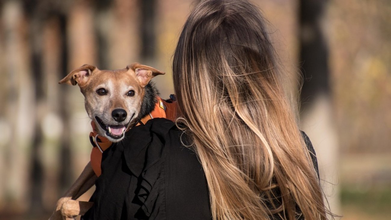 dog-5753302_960_720.jpg