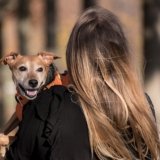 dog-5753302_960_720.jpg