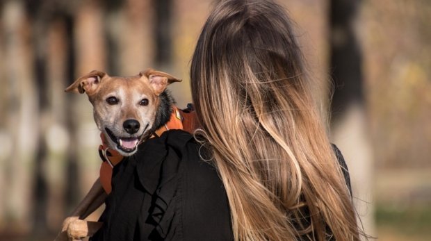 dog-5753302_960_720.jpg