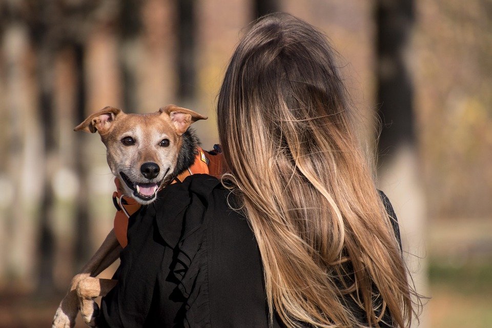 dog-5753302_960_720.jpg