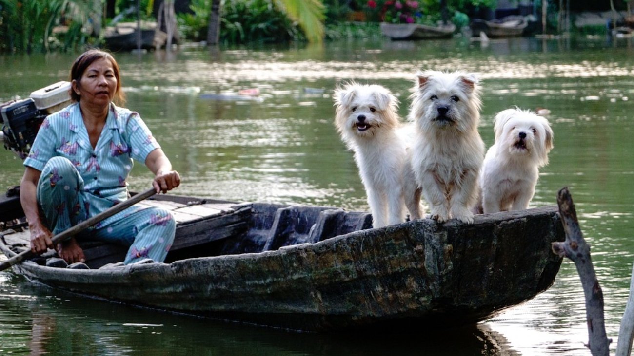 dogs-7369533_960_720.jpg