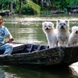 dogs-7369533_960_720.jpg