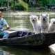 dogs-7369533_960_720.jpg