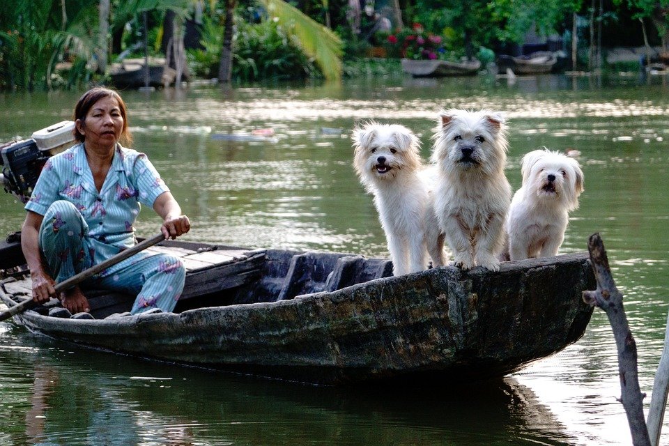 dogs-7369533_960_720.jpg
