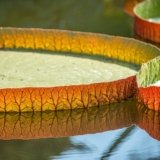 [Plants]