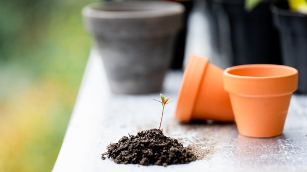 plant care guide