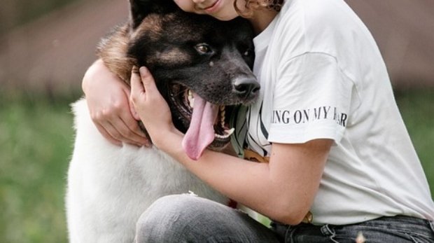dog-5964181_960_720.jpg