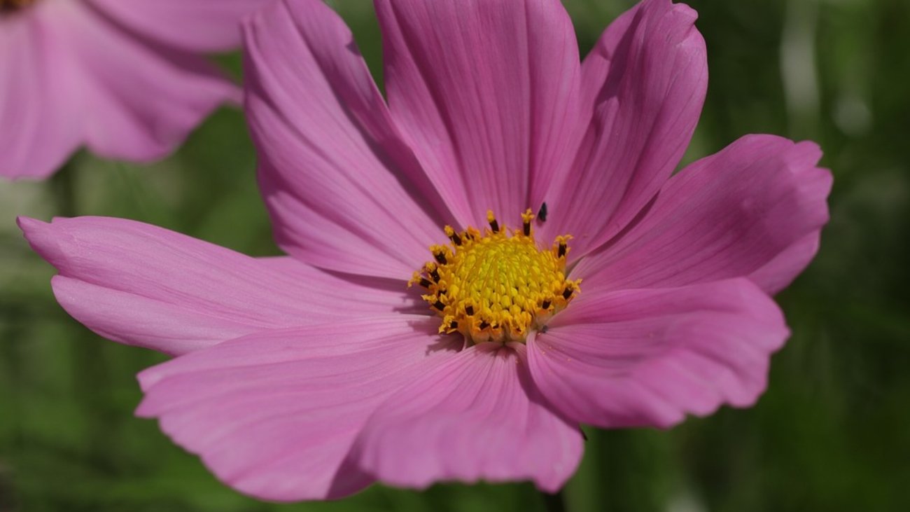 [Plants]