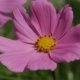 [Plants]