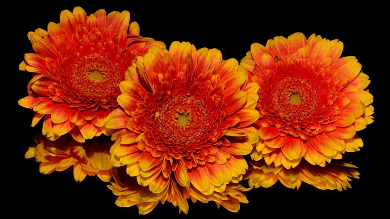 [Plants]