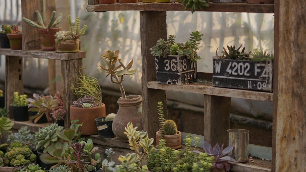 [Plants]