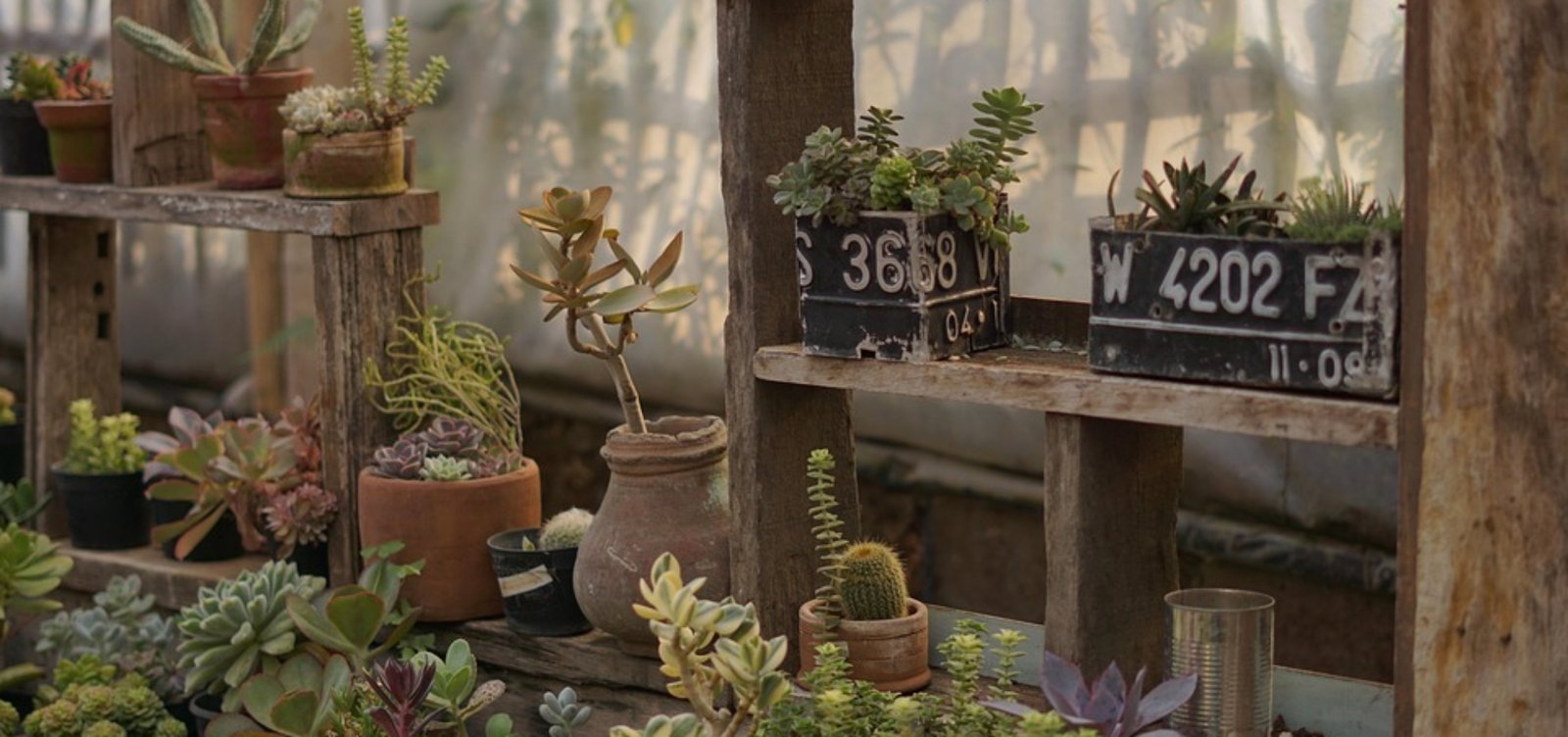 [Plants]