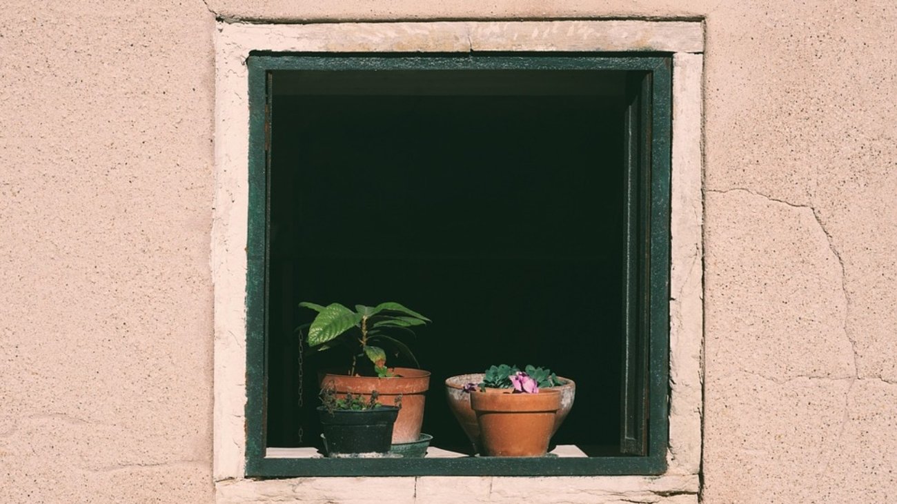 [Plants]