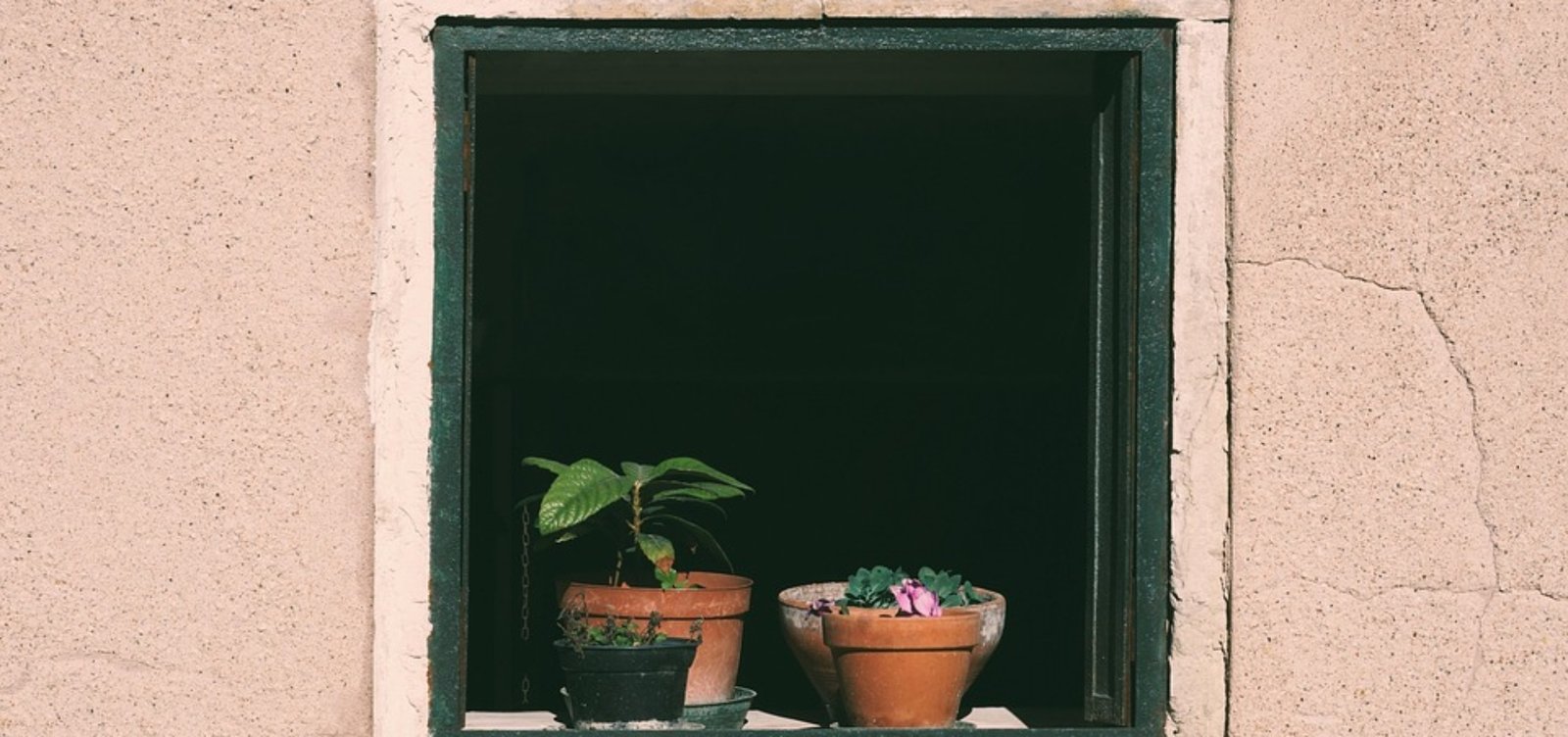 [Plants]