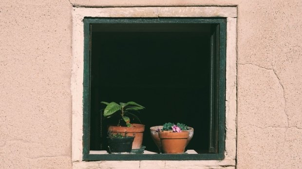 [Plants]