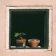 [Plants]