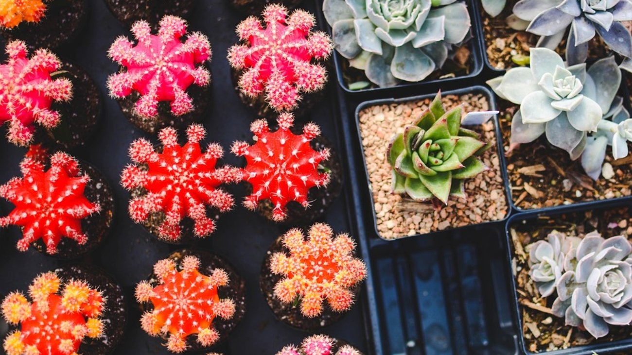 [Plants]