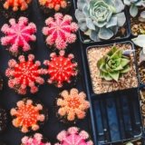 [Plants]
