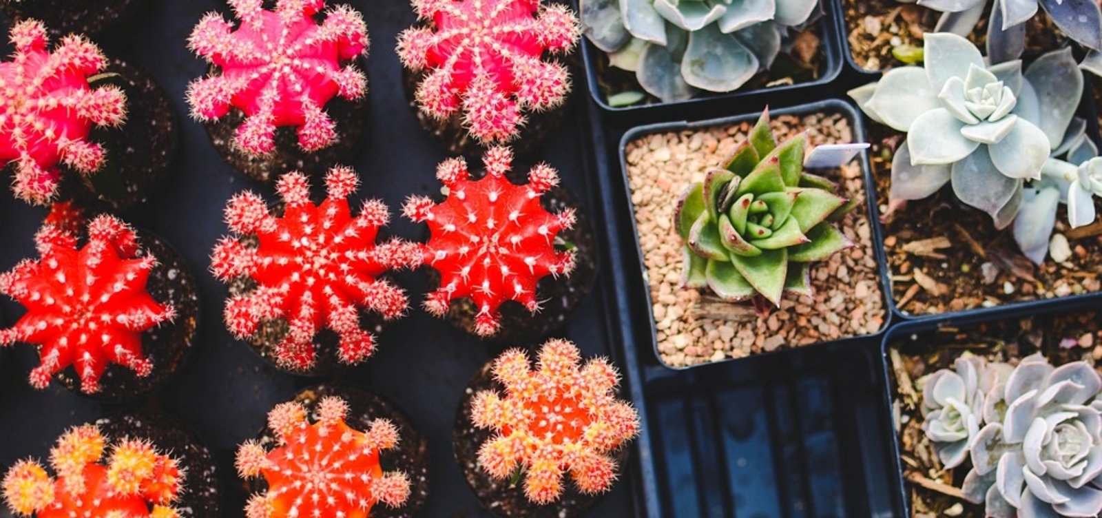 [Plants]