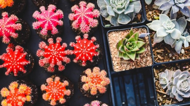 [Plants]