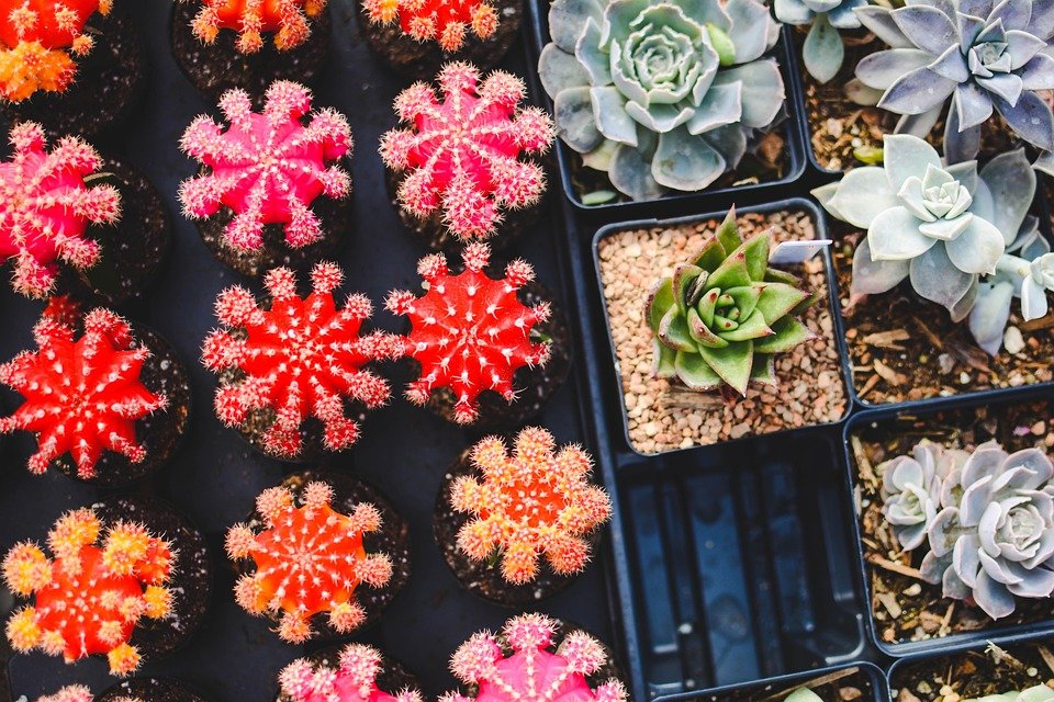 [Plants]
