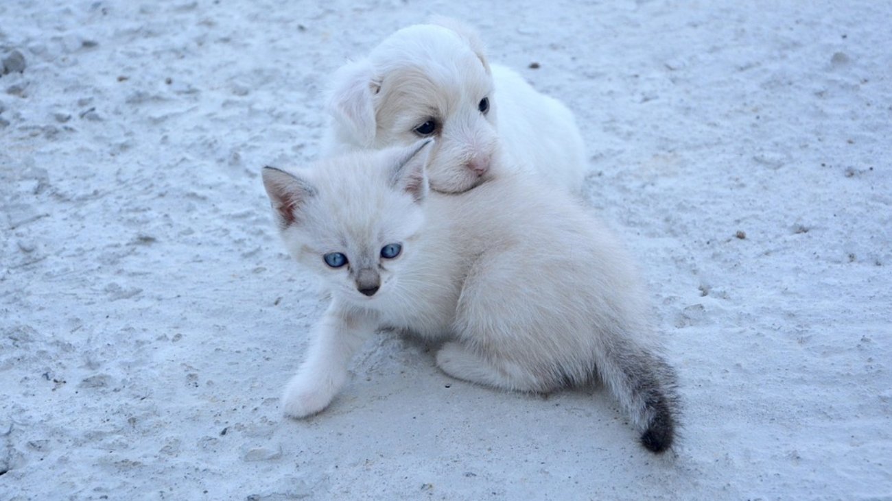 dog-2445790_960_720.jpg