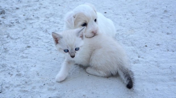 dog-2445790_960_720.jpg