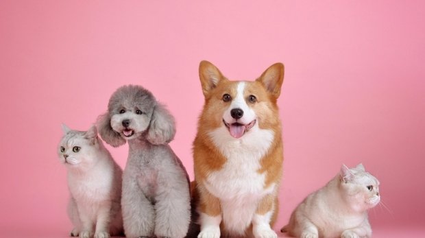pets-3715733_960_720.jpg