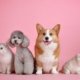 pets-3715733_960_720.jpg