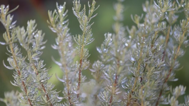 [Plants]