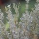 [Plants]
