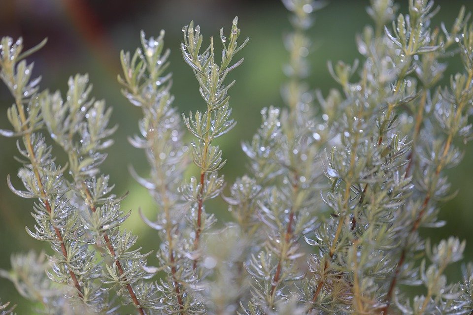 [Plants]