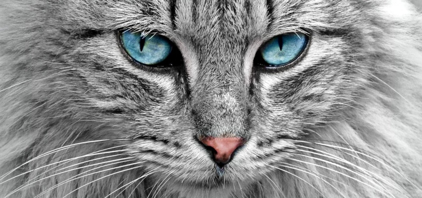 cat-1045782_960_720.jpg