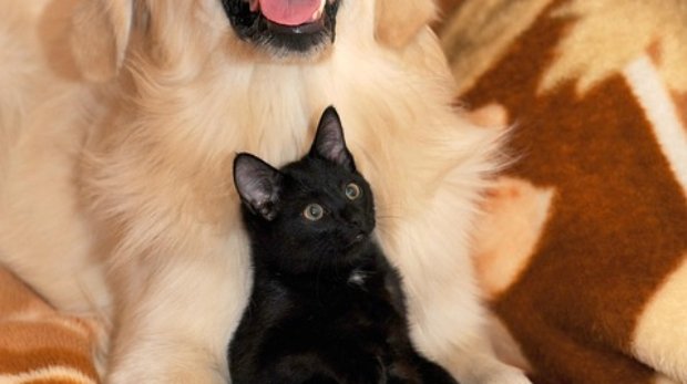 dog-and-cat-2908810_960_720.jpg