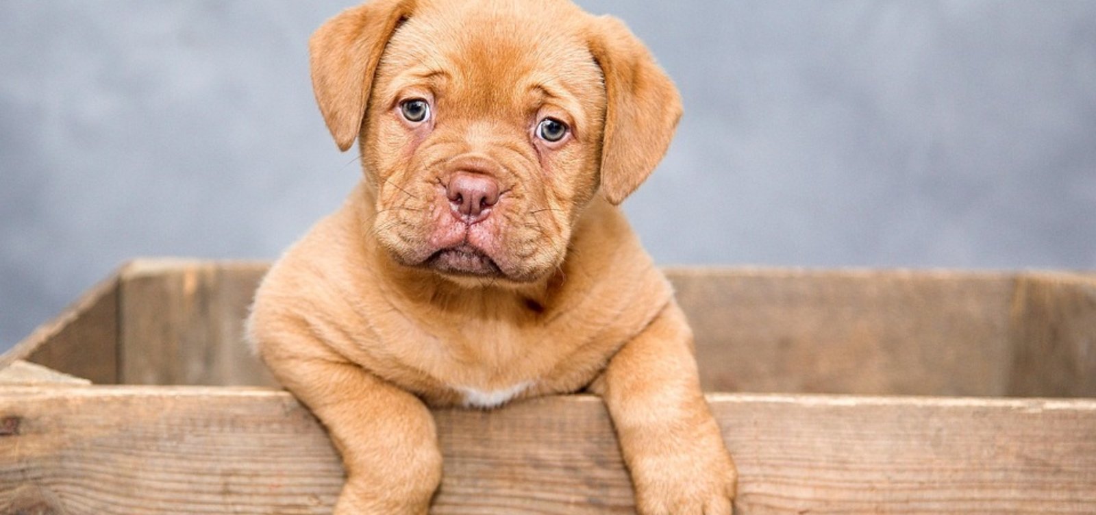 puppy-1047521_960_720.jpg